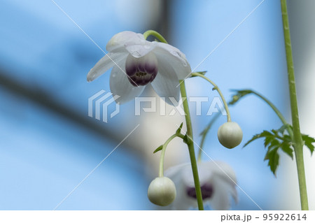 レンゲショウマ 95922614