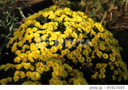 日本の秋の庭に咲く黄色いスプレーギクの花 95923085