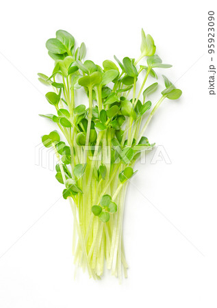 Bunch of daikon radish microgreens. Fresh and ready-to-eat seedlings, shoots and young plants of the spicy Japanese radish or also true daikon, Raphanus sativus. Close up from above, macro food photo. Bunch of daikon radish microgreens. Fresh and ready-to-eat seedlings, shoots and young plants of the spicy Japanese radish or also true daikon, Raphanus sativus. Close up from above, macro food photo. 95923090
