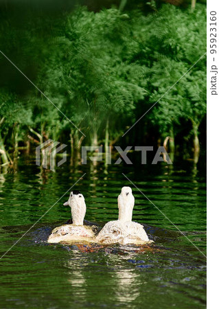 Two white ducks swim between green plants. Ducks in the pond close-up. Industrial breeding of ducks. Birds at the poultry farm. Ducks in the wild. Bird in the reeds. Two white ducks swim between green plants. Ducks in the pond close-up. Industrial breeding of ducks. Birds at the poultry farm. Ducks in the wild. Bird in the reeds. 95923160