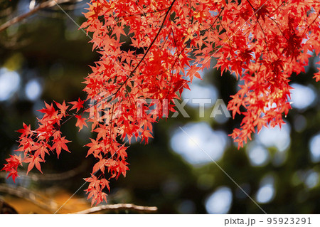 秋の土津神社（はにつじんじゃ）　参道の紅葉　福島県猪苗代町 95923291