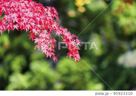秋の土津神社（はにつじんじゃ）　参道の紅葉　福島県猪苗代町 95923310