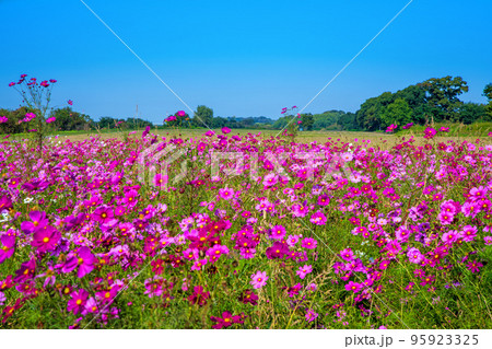 コスモス畑 荒川河川敷 榎本牧場付近 上尾市  コスモス畑 荒川河川敷 榎本牧場付近 上尾市  95923325