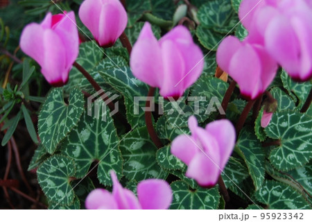 ピンク色のシクラメンの花 ピンク色のシクラメンの花 95923342
