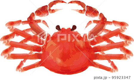 カニの水彩イラスト素材　ズワイガニ 95923347