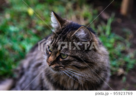 Three colors cat on sunny street Three colors cat on sunny street 95923769