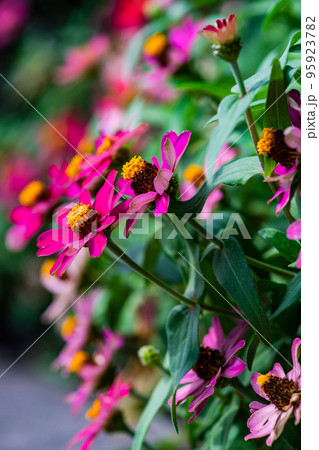 Tall Gold and Burgundy Coreopsis Tinctoria Wildflowers 95923782
