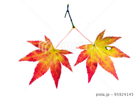 紅葉し始めた時期のモミジの葉の透過光撮影素材 紅葉し始めた時期のモミジの葉の透過光撮影素材 95924145