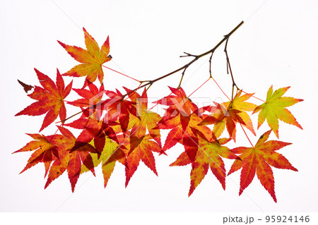 紅葉し始めた時期のモミジの葉の透過光撮影素材 95924146