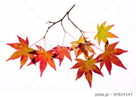 紅葉し始めた時期のモミジの葉の透過光撮影素材 紅葉し始めた時期のモミジの葉の透過光撮影素材 95924147
