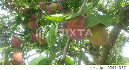 果樹園のプルーン 果樹園のプルーン 95924377