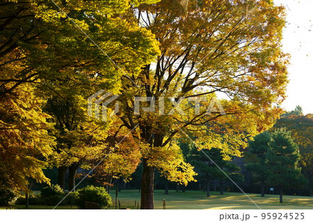 紅葉したケヤキ 95924525