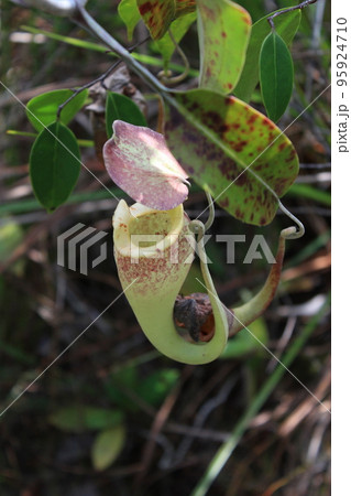 美しい模様のウツボカズラの袋と葉 美しい模様のウツボカズラの袋と葉 95924710