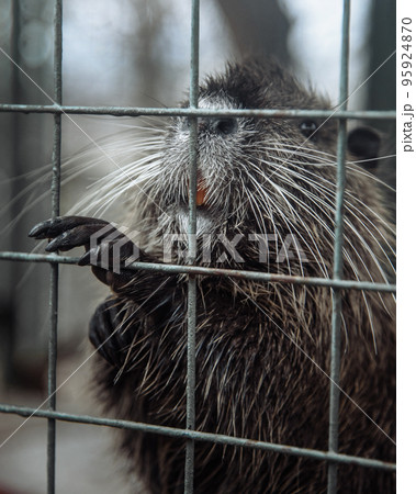 Nutria or Myocastor coypus peeking out out of cage Nutria or Myocastor coypus peeking out out of cage 95924870