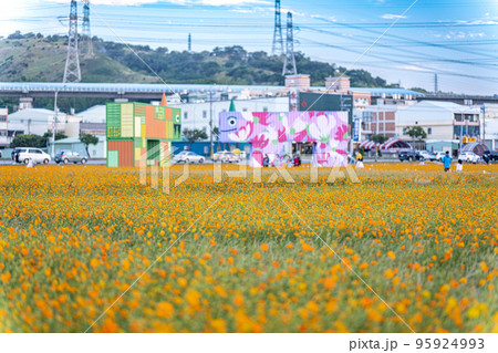 花畑 夕陽 西日 95924993