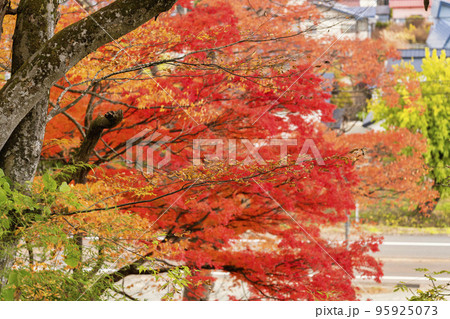 秋の亀ケ城城址公園(古城跡)の風景 木々の紅葉 福島県猪苗代町 秋の亀ケ城城址公園(古城跡)の風景 木々の紅葉 福島県猪苗代町 95925073