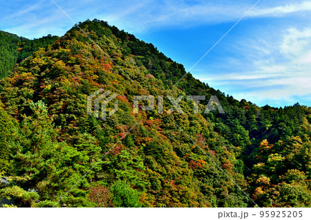 小河内ダムから多摩川及び奥多摩湖付近の紅葉の風景 95925205