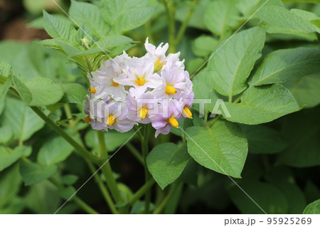 初夏に咲く、ジャガイモの花 95925269