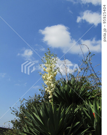 キミガヨランの大きいクリーム色の花 キミガヨランの大きいクリーム色の花 95925404