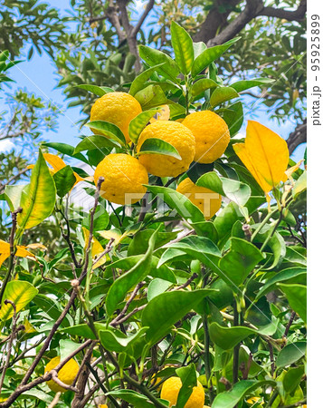 東京板橋・高島平の民家で実る柚子 95925899