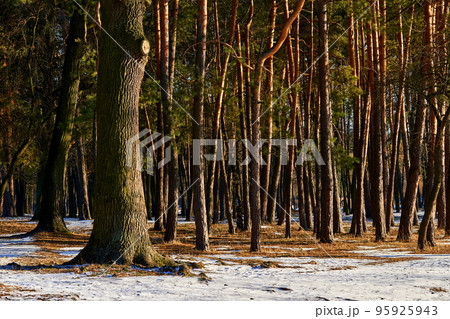 Oak trunk and young pine trees in the forest on a sunny winter day 95925943