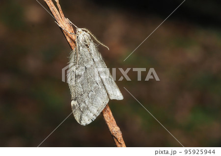 フユシャクの一種（オス） 95925944