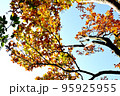 美しい紅葉 95925955