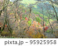 美しい紅葉 95925958