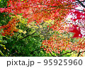美しい紅葉 95925960