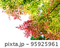 美しい紅葉 95925961