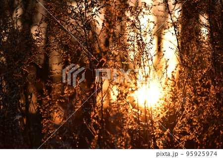 秋の木漏れ日 95925974