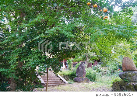 京都 山科 大石神社の境内(神池付近)(秋) 京都 山科 大石神社の境内(神池付近)(秋) 95926017