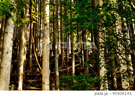 奥多摩湖水道水源林ヒノキの風景 95926143