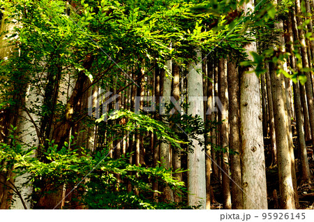 奥多摩湖水道水源林ヒノキの風景 95926145
