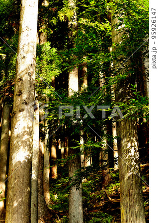 奥多摩湖水道水源林ヒノキの風景 95926147
