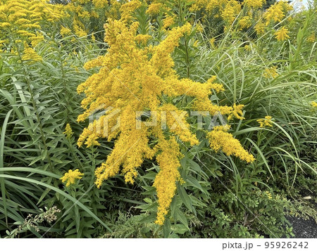 セイタカアワダチソウ セイタカアワダチソウ 95926242