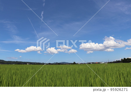 夏空と田んぼ 夏空と田んぼ 95926271