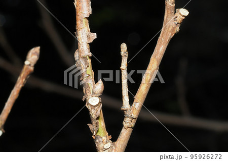 クワエダシャクの幼虫（枝と枝の間） 95926272