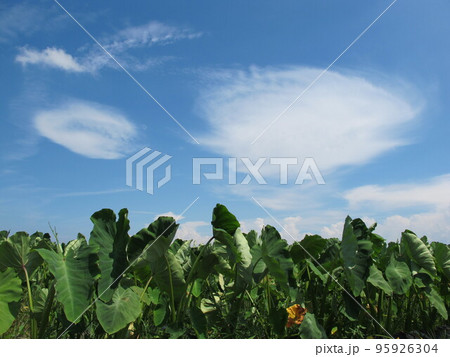 畑と夏空 畑と夏空 95926304