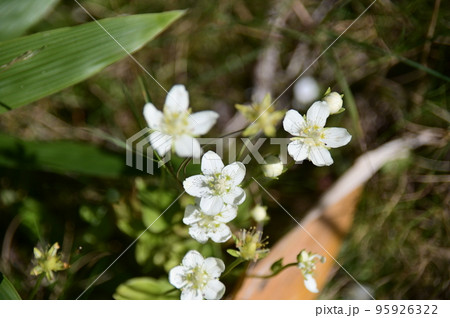 ウメバチソウの白い花 95926322