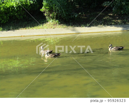 稲毛海浜公園の浜の池に来たカルガモの家族 95926323