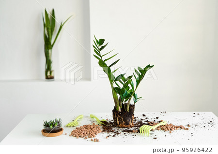 The home flower has grown and needs to be transplanted into a large pot. Hobby for flower care 95926422