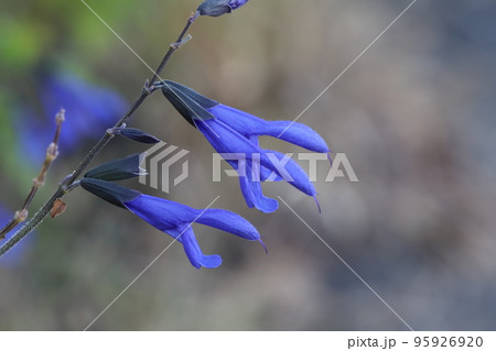 日本の秋の庭に咲く青紫色のサルビア・ガラニチカの花 日本の秋の庭に咲く青紫色のサルビア・ガラニチカの花 95926920