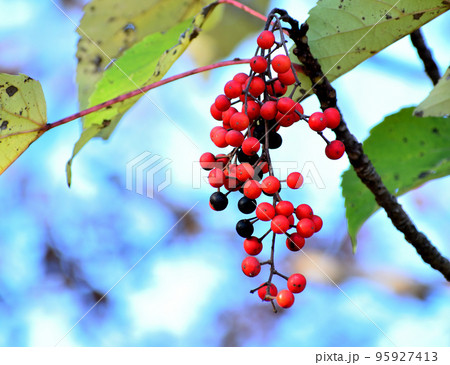 イイギリの赤い実 イイギリの赤い実 95927413
