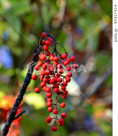 イイギリの赤い実 イイギリの赤い実 95927414
