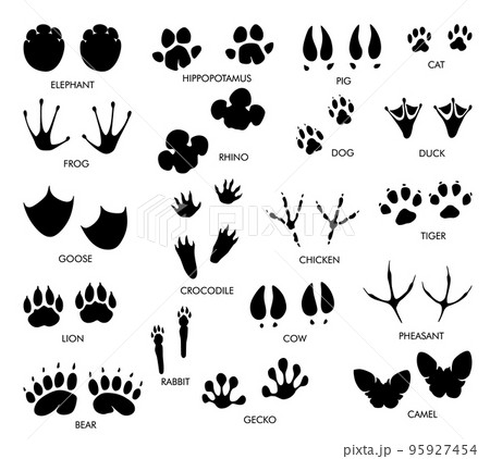 Animals feet tracks set with name. Black paw... - Stock Illustration  [95927454] - PIXTA