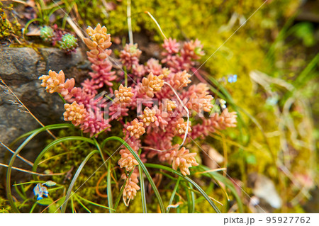 Sedum plant growing in the mountains wraps around the stone Sedum plant growing in the mountains wraps around the stone 95927762