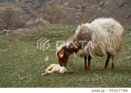 A pregnant sheep has just given birth to a lamb. In a meadow in the mountains A pregnant sheep has just given birth to a lamb. In a meadow in the mountains 95927786