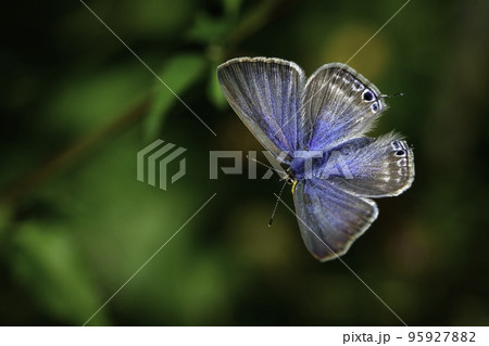 秋の草原で見られるかわいい身近な小さなチョウ、ウラナミシジミ 95927882