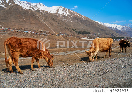 Cows in the mountains of Georgia. Animals graze along the road. Incredible mountain landscape in the background Cows in the mountains of Georgia. Animals graze along the road. Incredible mountain landscape in the background 95927933